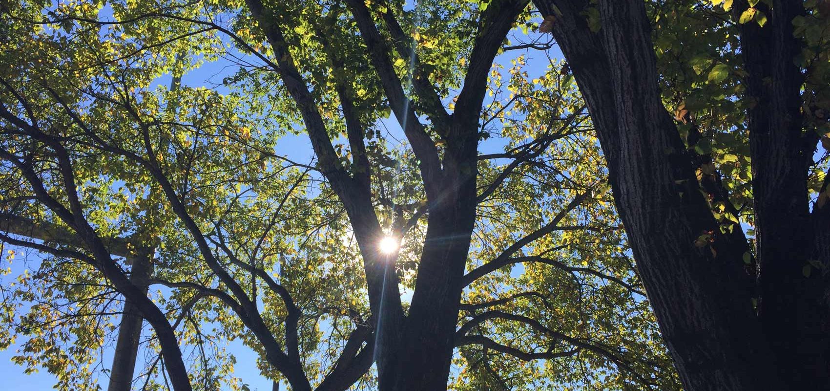 A. Tree and Sunshine